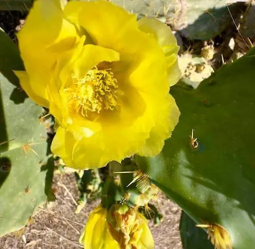 Daire Nisyros Traum „speladi“ Mandrákion