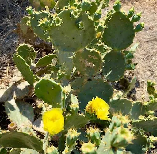 Nisyros Traum „speladi“ * Mandrákion